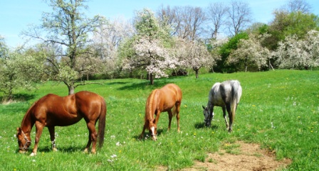 Fr&uuml;hjahr 2008